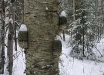 Horse Hoof Fungus.webp