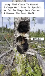 Chaga On Tree Digging Out.webp