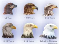 Bald-Eagle-Heads_optimized.webp