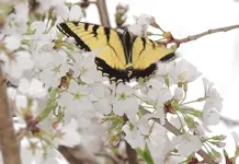 butterfly 02.webp