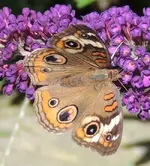 butterfly 03.webp