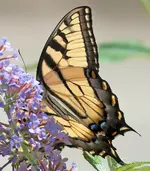 butterwing3.webp