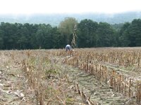 corn fields bow aroow 014.jpg