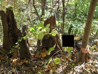 metal rod and carved granite inside tree stump.jpg