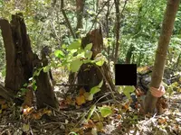 metal rod and carved granite inside tree stump.webp