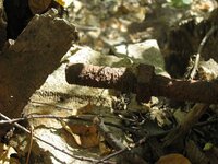 closeup of tree stump.jpg