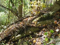 remnants of preserved tree in valley.jpg