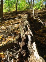 fallen tree in valley with metal rods.jpg