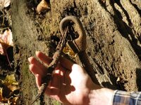 closeup of fallen tree with metal.jpg