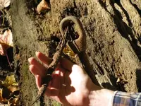 closeup of fallen tree with metal.webp