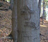 one of three carved trees.jpg