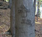 one of three carved trees.webp