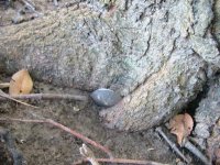 spoon enveloped by tree roots found by LowBatts.JPG