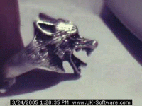 wolf925Ring2.gif