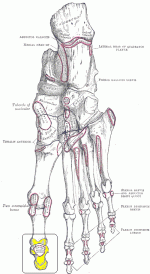 plantar_foot_bones.gif