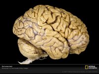 human-brain-vis304784-sw.jpg