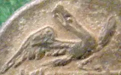 pelican or eagle.webp