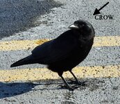 crow copy.jpg