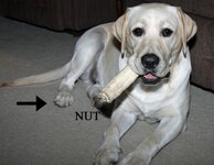 NUTDOG.jpg