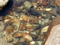 perch mating mariposa creek.webp