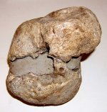 skull2.jpg