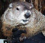 Punxsutawney Phil.jpg