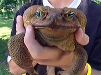 bufo toad.jpg