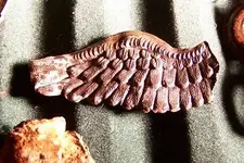 brass eagle wing.webp