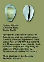 cowrie.webp