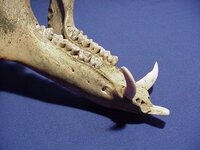 hog lower jaw.jpg