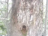 tree face.webp