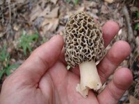 ky morels 4-13-09 013.jpg