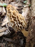 ky morels 4-13-09 005.jpg