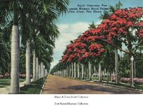 RoyalPoincianaTree and Royal Palm.jpg