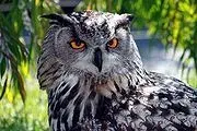 180px-Eagle_Owl_IMG_9203.webp