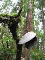 clam great pacific NW tree.jpg