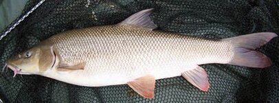 barbel.jpg