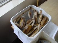 Razor clams-Ocean Shores 3-28-09.jpg