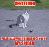 cat-spider.thumbnail.jpg