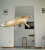 flying_cat.jpg