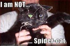 spidercat.jpg