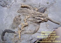 crinoidcrawfordsville.jpg