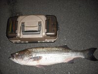 bigbass010.jpg