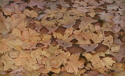 snake copperhead in leaves.jpg