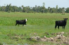 florida cattle.jpg