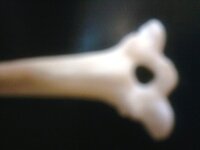 Bone3.jpg