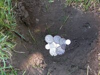 Coins in Hole.JPG