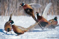 pheasants.jpg