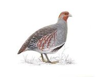 greypartridge_adult_300_tcm9-139878.jpg