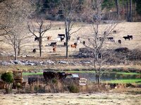 cows0201.jpg